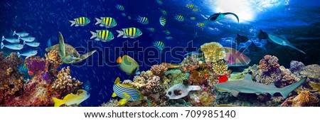 underwater coral reef landscape wide panorama background  in the deep blue ocean with colorful fish and marine life