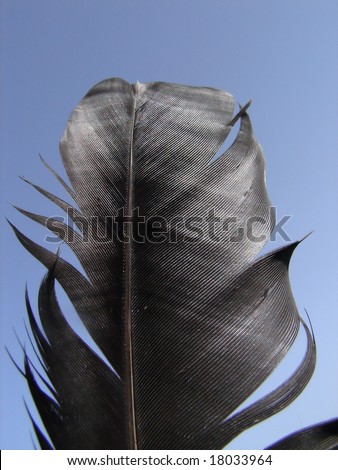black feather outdooor closeup representing education and inspiration concept
