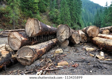 Freshly cut tree logs piled up near a forest road