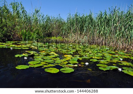 Swamp vegetation in the Danube Delta