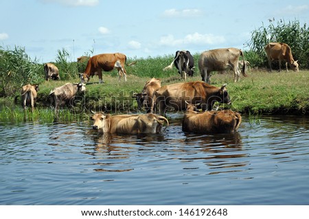 Cows taking a bath in the river. Danube delta, Romania
