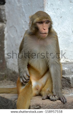 Sitting monkey, Rhesus macaque (Macaca mulatta) at Swayambhunath monkey temple. Kathmandu, Nepal