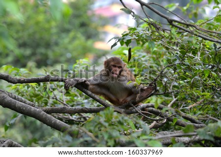 Monkey, Rhesus macaque (Macaca mulatta) at Swayambhunath monkey temple. Kathmandu, Nepal