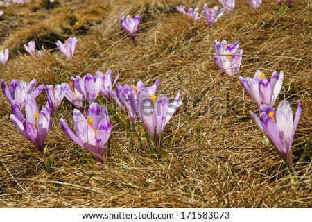 Beautiful violet crocus spring flowers in the meadow
