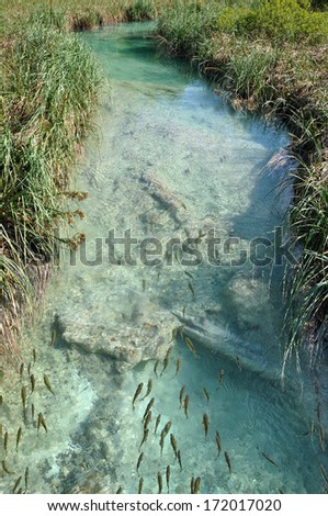 Swimming fishes in beautiful turquoise stream at spring