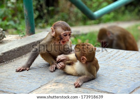 Macaque monkeys at Swayambhunath monkey temple. Kathmandu, Nepal