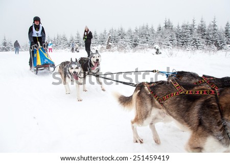 BELIS, ROMANIA - FEBRUARY 6: Unidentified man participating in the First Dog Sled Racing Contest with Husky dogs. On February 6, 2015 in Belis, Romania