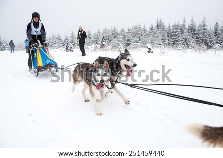 BELIS, ROMANIA - FEBRUARY 6: Unidentified man participating in the First Dog Sled Racing Contest with Husky dogs. On February 6, 2015 in Belis, Romania