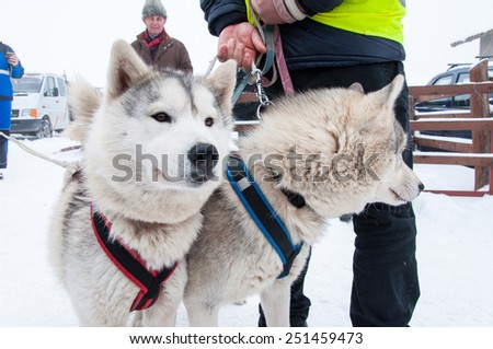 BELIS, ROMANIA - FEBRUARY 6: Samoyed dogs ready for the start of the First Dog Sled Racing Contest. On February 6, 2015 in Belis, Romania