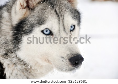 Husky portrait