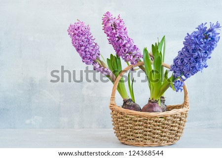 Three hyacinth in a basket on light wood background