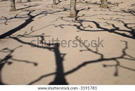 Shadows on the ground, caused by the trees