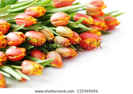 bunch of lovely tulips on white - flowers and plants