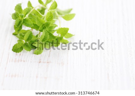 fresh stevia natural sugar - herbs and spices