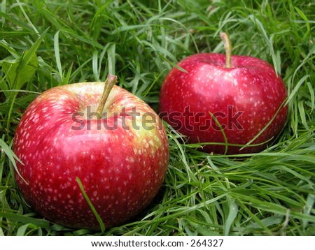 two apples in trees