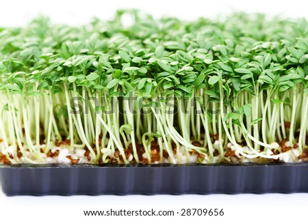 bunch of watercress isolated on white