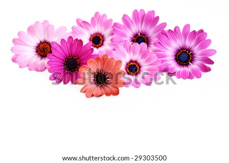 pink flowers - Page 2 Stock-photo-beautiful-pink-flowers-on-white-background-29303500