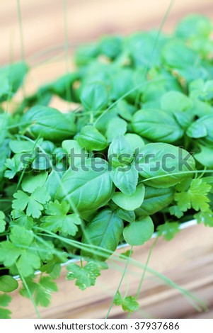 box of fresh herbs - basil parsley and chive - herbs and spices