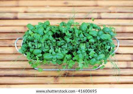 box of fresh herbs - basil parsley and chive - herbs and spices