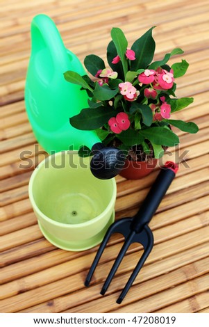 house plant with watering can and soil - flowers and plants
