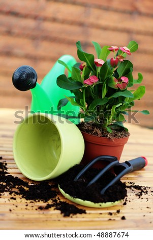 house plant with watering can and soil - flowers and plants