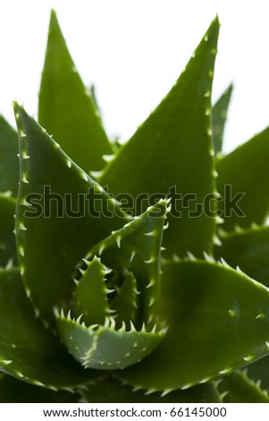 close-ups of aloe vera plant on white background - flowers and plants