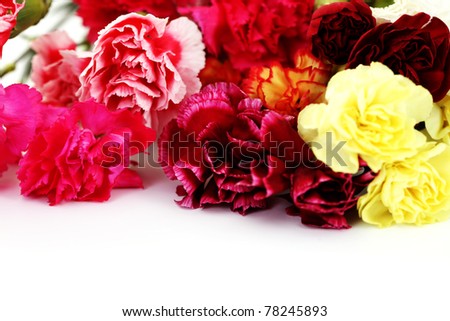 bunch of carnation flowers on white - flowers and plants