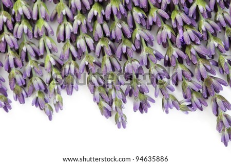 lavender flowers on white background - flowers and plants