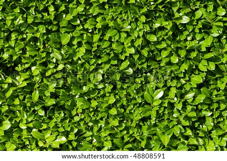 Laurel leaves, hedge of green laurel bushes
