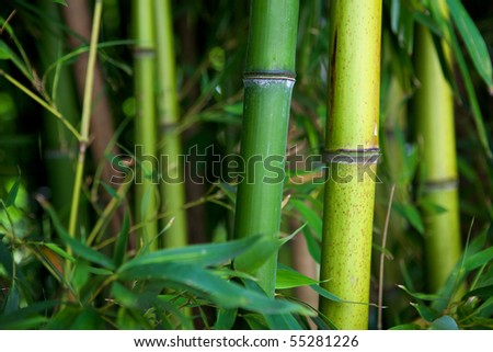 Zen bamboo forest green background