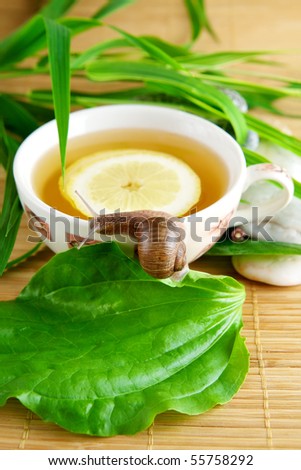 Healthy green tea cup with lemon