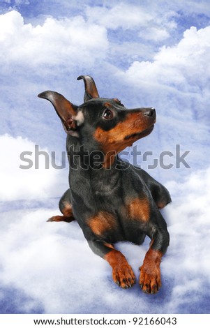 Miniature Pinscher on a red background. The Miniature Pinscher (Zwergpinscher, Min Pin) is a small breed of dog of the Pinscher type, developed in Germany.