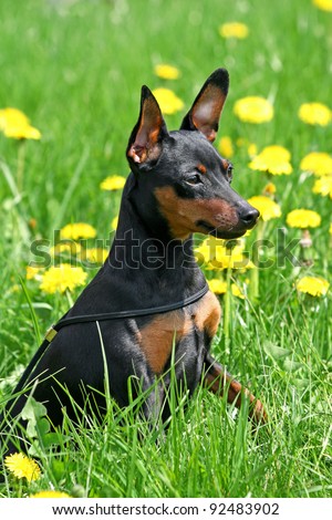 The Miniature Pinscher (Zwergpinscher, Min Pin) is a small breed of dog of the Pinscher type, developed in Germany.