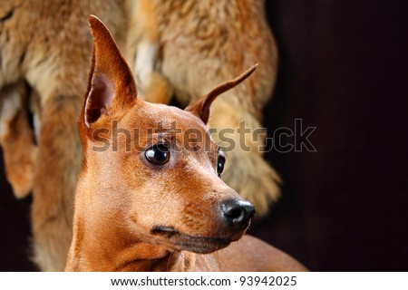 The Miniature Pinscher (Zwergpinscher, Min Pin) is a small breed of dog of the Pinscher type, developed in Germany. Miniature Pinschers were first bred to hunt.)