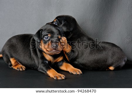 The Miniature Pinscher puppy, 3 weeks old, lying in front of black background