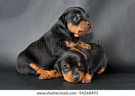The Miniature Pinscher puppy, 3 weeks old, lying in front of black background