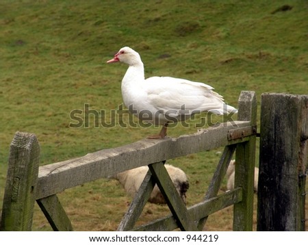 Duck on farm gate
