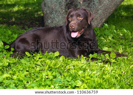 young chocolate labrador retriever lying on green grass in sunny day