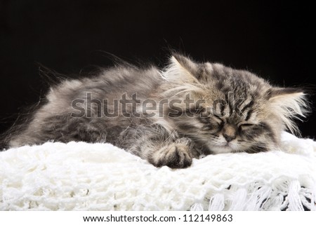 Lovely grey persian kitten lying in woolen shawl on black background