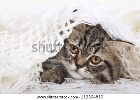 Lovely grey persian kitten lying in woolen shawl on white background