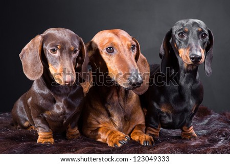 Studio portrait of three red, black and chocolate dachshund dogs on dark background