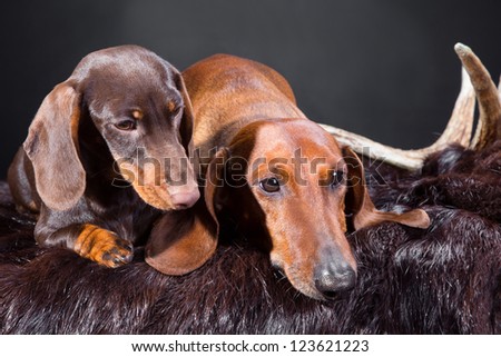 Studio portrait of two red and chocolate dachshund dogs with hunting trophy on dark background