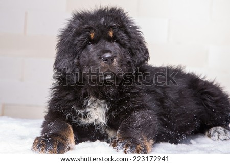 little security guard - black and red puppy of Tibetan mastiff sitting on snow