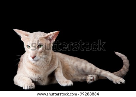 Pale Cat