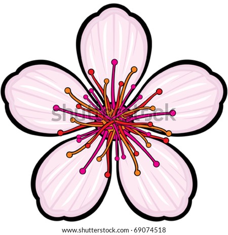 cherry blossom flower. stock vector : Cherry blossom