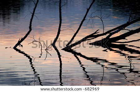 Withered trees reflection in the warm light of sunset