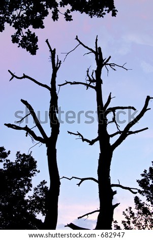 Withered black tree silhouette against sky, Valtrebbia, Italy