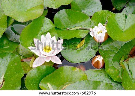 Water lily (Nymphaea alba) pink flower and leaves, botanical garden, Gothenburg, Sweden