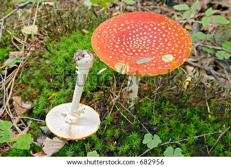 Red hallucinogen mushroom Amanita muscaria muscaria (Fly Agaric, Fly Amanita, Fly Mushroom), Gothenburg, Sweden