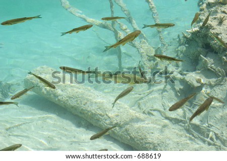 Underwater image of trout fish in the green water of Plitvice lake (Plitvicka jezera) natural national park, Croatia